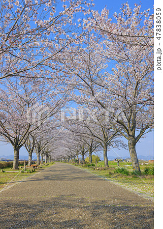 おの桜づつみ回廊 おの桜づつみ回廊 47838059