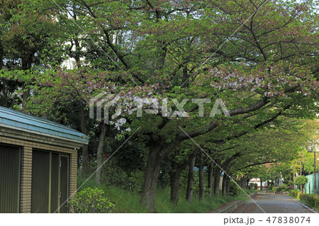 休眠打破が遅れた枝 2016( 靱公園 ) 休眠打破が遅れた枝 2016( 靱公園 ) 47838074