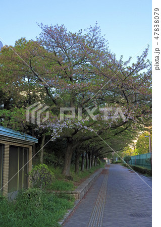 休眠打破が遅れた枝 2017( 靱公園 ) 休眠打破が遅れた枝 2017( 靱公園 ) 47838079