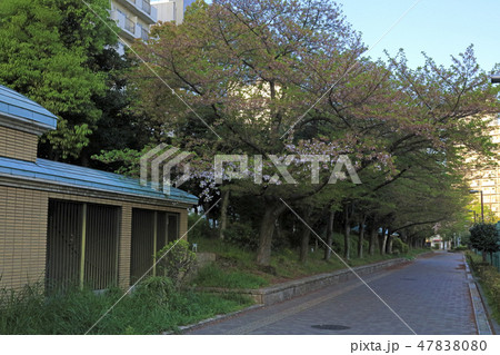 休眠打破が遅れた枝 2017（ 靱公園 ） 47838080