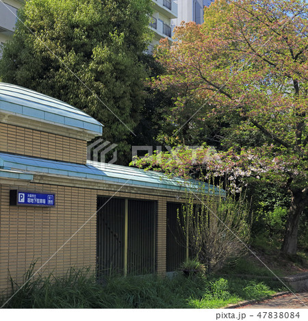 休眠打破が遅れた枝 2018( 靱公園 ) 休眠打破が遅れた枝 2018( 靱公園 ) 47838084