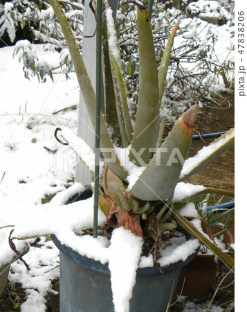 雪にまみれたアロエベラ 雪にまみれたアロエベラ 47838206