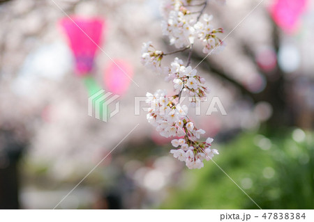 桜の花とボンボリ 47838384