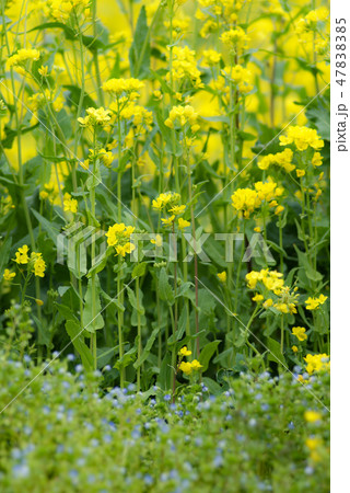 菜花 菜花 47838385