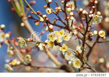 梅の花（N） 47838397