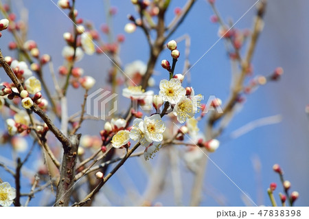 梅の花（N） 47838398