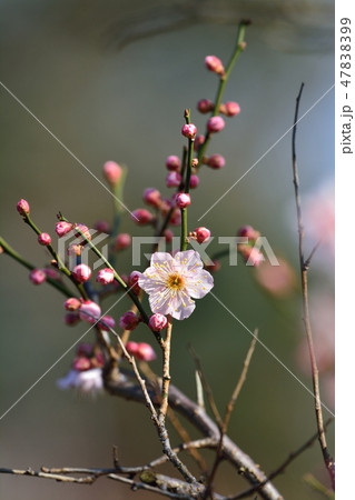 梅の花（N) 47838399