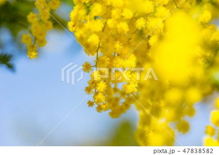 【東京都】アカシアの花 47838582