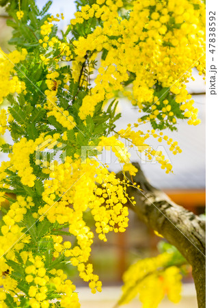 【東京都】アカシアの花 47838592