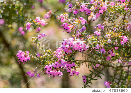 【東京都】ジャノメエリカ 【東京都】ジャノメエリカ 47838660