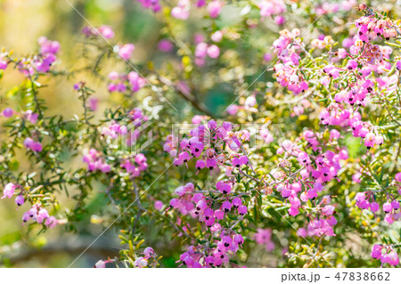 【東京都】ジャノメエリカ 【東京都】ジャノメエリカ 47838662