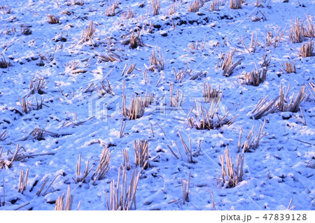 田んぼの雪 田んぼの雪 47839128