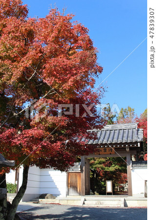 圓成寺 圓成寺 47839307
