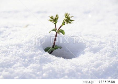 雪面から顔をだして春を待つミミナグサ...1 雪面から顔をだして春を待つミミナグサ...1 47839380