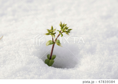 雪面から顔をだして春を待つミミナグサ...2 雪面から顔をだして春を待つミミナグサ...2 47839384