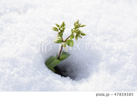 雪面から顔をだして春を待つミミナグサ...3 47839385