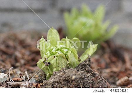 フキノトウ フキノトウ 47839884
