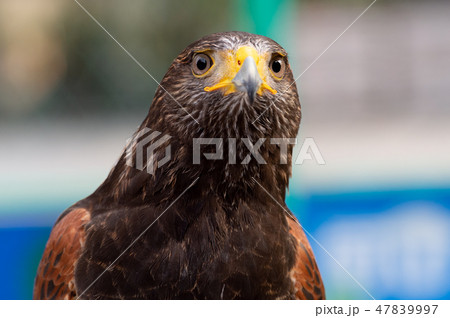 The hawk straight face expression of eye The hawk straight face expression of eye 47839997