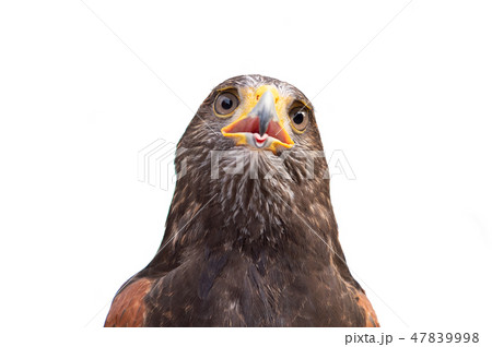 The isolated portrait of hawk The isolated portrait of hawk 47839998