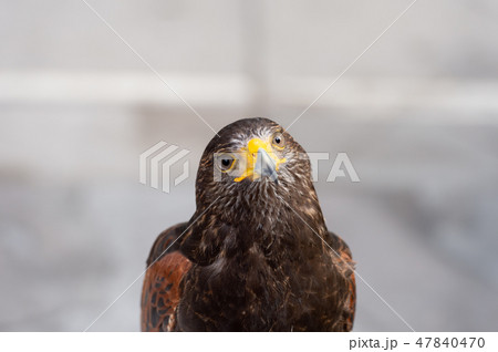 The hawk straight face expression of eye 47840470