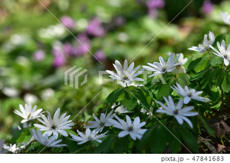 アズマイチゲの花咲く万葉自然公園カタクリの里 アズマイチゲの花咲く万葉自然公園カタクリの里 47841683