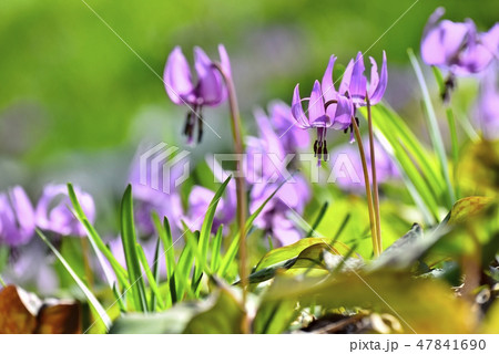 カタクリの花咲く万葉自然公園カタクリの里 47841690