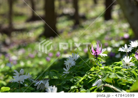 カタクリとアズマイチゲの花咲く万葉自然公園カタクリの里 47841699