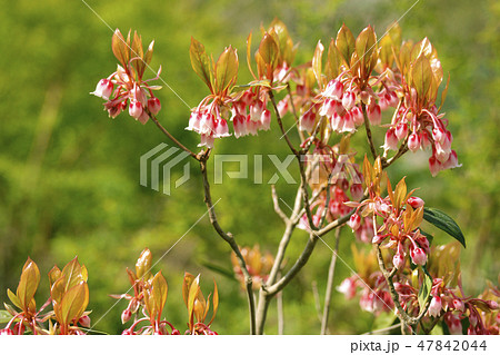 ホンコンドウダンツツジの写真素材