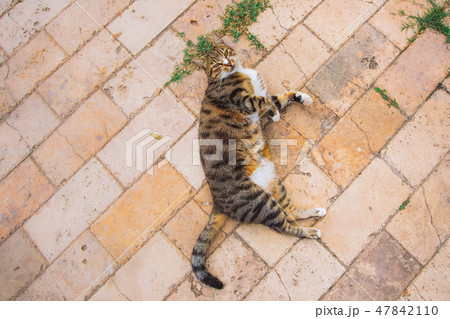 One cute funny adult cat laying on ground outdoors 47842110