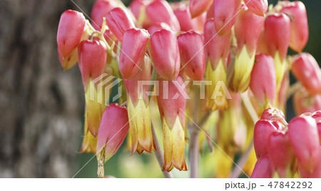 セイロンベンケイの花の写真素材