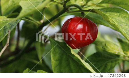 ゴシキトウガラシ 47842298