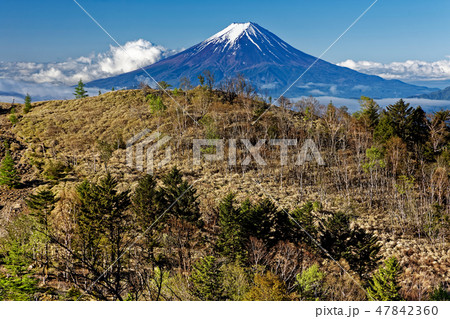 新緑の大菩薩峠・賽の河原付近から見る富士山 新緑の大菩薩峠・賽の河原付近から見る富士山 47842360