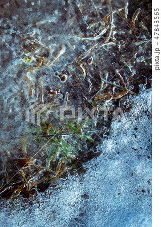 detail dry grass frozen in water 47843565
