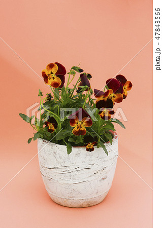 パンジーの鉢植え 47843566