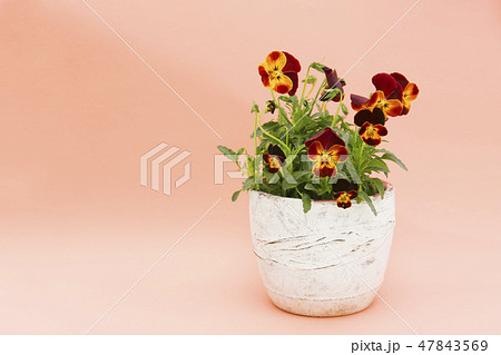 パンジーの鉢植え 47843569