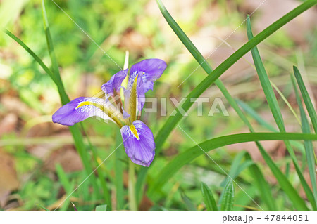 紫色のカンザキアヤメの花 47844051