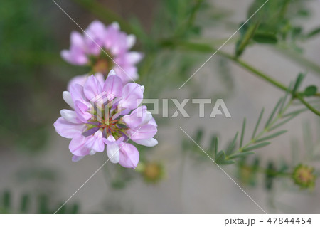 Purple crown vetch Purple crown vetch 47844454