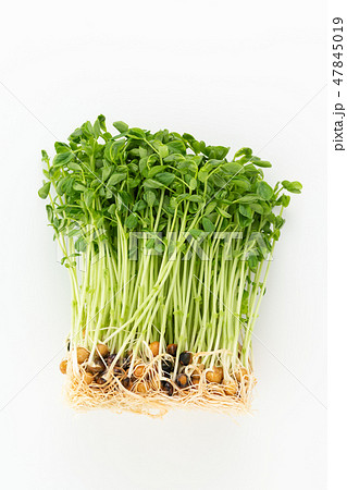 豆苗 豆苗 47845019