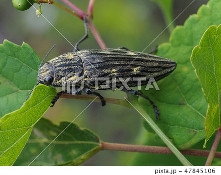 ウバタマムシ ウバタマムシ 47845106