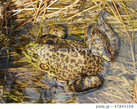 ウシガエル ウシガエル 47845108