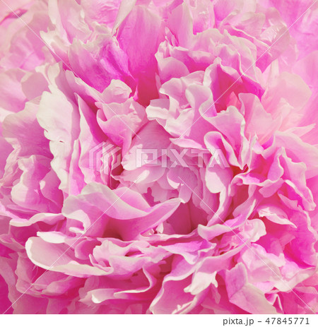 Closeup of pink peony 47845771