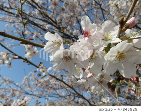 桜 47845929