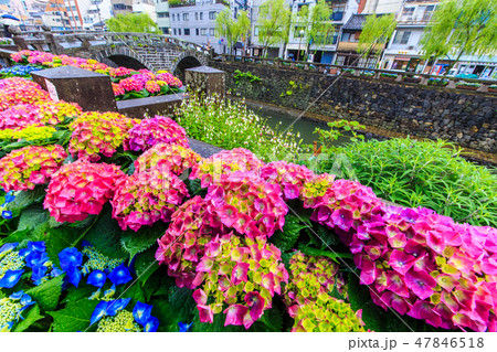 雨の眼鏡橋 オタクサ祭り 【長崎県長崎市】 雨の眼鏡橋 オタクサ祭り 【長崎県長崎市】 47846518