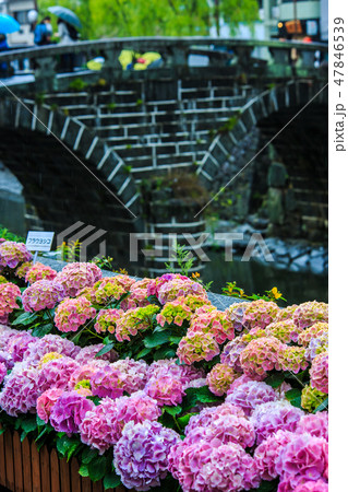 雨の眼鏡橋 オタクサ祭り 【長崎県長崎市】 雨の眼鏡橋 オタクサ祭り 【長崎県長崎市】 47846539