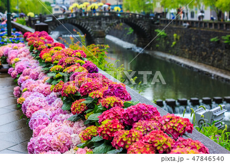 雨の眼鏡橋 オタクサ祭り 【長崎県長崎市】 雨の眼鏡橋 オタクサ祭り 【長崎県長崎市】 47846540