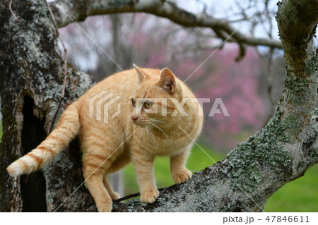 猫・野良猫・茶トラ・チャー坊・梅・花見・梅園・オス・木登り・高みの見物・二月 47846611