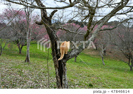 猫・野良猫・茶トラ・チャー坊・梅・花見・梅園・オス・木登り・高みの見物・二月 猫・野良猫・茶トラ・チャー坊・梅・花見・梅園・オス・木登り・高みの見物・二月 47846614