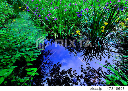 スイセン 47846693