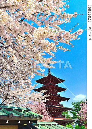桜(最勝院) 桜(最勝院) 47846694