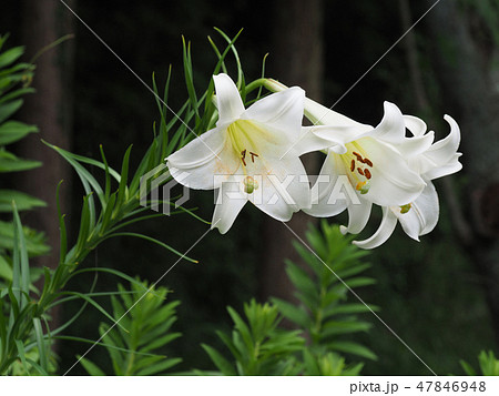 高砂百合 高砂百合 47846948